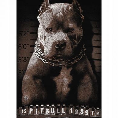 BLUZA-MESKA-PIT-BULL-WEST-COAST-DRESOWA-SPORTOWA-PITBULL-Material-dominujacy-bawelna